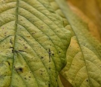 Asimina triloba - Pawpaw - herfstkleuren blad