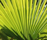 Trachycarpus fortunei  (Chamaerops Excelsa) - Chinese waaierpalm, Windmolenpalm, Henneppalm - 6