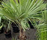 Trachycarpus fortunei  (Chamaerops Excelsa) - Chinese waaierpalm, Windmolenpalm, Henneppalm - 5