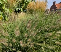 Pennisetum alopecuroides 'Hameln' - Lampenpoetsersgras 'Hameln' - 8