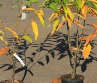 Castanea sativa 'Lyon' - Castanea sativa 'Lyon' - 5