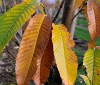 Castanea sativa 'Lyon' - Castanea sativa 'Lyon' - 4