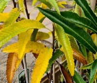 Castanea sativa 'Lyon' - Castanea sativa 'Lyon' - 3