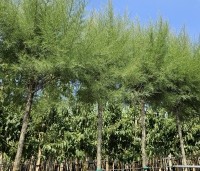 Tamarix tetrandra - Tamarisk - 1