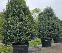 Prunus lusitanica 'Angustifolia' - Portugese laurier - 1