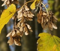 Acer platanoides - Noorse Esdoorn - 1