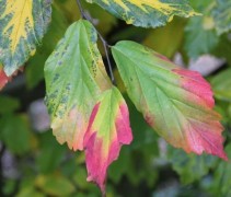 Parrotia persica Vanessa