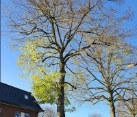 Tilia x europaea - Hollandse Linde - 3