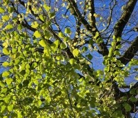 Tilia x europaea - Hollandse Linde - 2