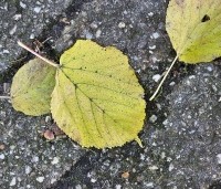 Tilia x europaea - Hollandse Linde - 1