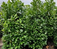 Prunus laurocerasus 'Rotundifolia'  - Laurierkers 'Rotundifolia'  - 1