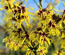 Hamamelis x intermedia 'Westerstede'