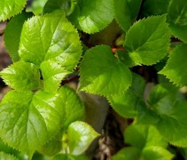Hydrangea anomale 'Petiolaris'