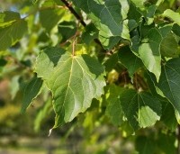 Idesia polycarpa - Oranjekers - 1
