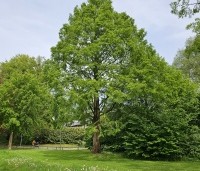 Metasequoia glyptostroboides - Chinese Moerascipres - 6 mei park