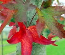 Liquidambar 'Stared'