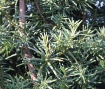 Taxus media Hicksii
