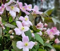 Clematis montana 'Rubens' - Bosrank 'Rubens' - 1