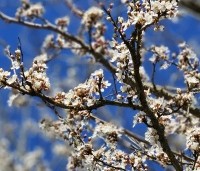 Prunus spinosa - Sleedoorn - 3