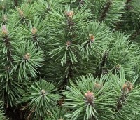 Pinus mugo 'Mops' - Bergden dwergvorm Mops - 3