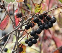 Aronia x prunifolia 'Viking'