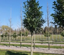 Laurierkers 'Caucasica' is groenblijvend