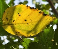 Betula utilis 'Doorenbos' - Himalayaberk - 3