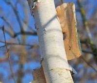 Betula utilis 'Doorenbos' - Himalayaberk - 2