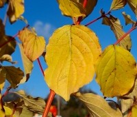 Cornus sanguinea 'Midwinter Fire' - Kornoelje 'Midwinter Fire' - 1