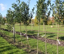Bomen worden opgekweekt tot een stamhoogte van ca 180 a 200cm en daarna met bamboerekken in verschillende maten gevormd