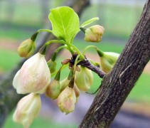 Halesia Carolina