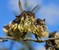 Sycoparrotia semidecidua - Schijnparrotia - 2