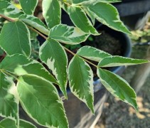 Aralia elata 'Variegata' blad
