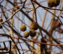 Platanus x hispanica zaadbollen