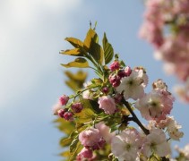 Prunus Hokusai