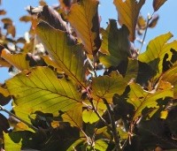 Fagus sylvatica 'Riversii' - Rode Beuk 'Riversii' - zomerblad
