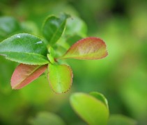 Chaenomeles japonica