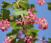 Ribes sanguinea 'King Edward VII'