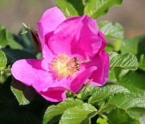 Rosa Pimpinellifolia