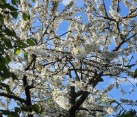 Prunus avium 'Van' - Prunus avium 'Van' - 1