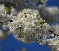 Prunus avium 'Van' - Prunus avium 'Van' - 2