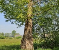 Metasequoia glyptostroboides - Chinese Moerascipres - 4