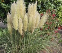 Cortaderia selloana 'Mini Pampas' - Pampasgras 'Mini Pampas'   - 1