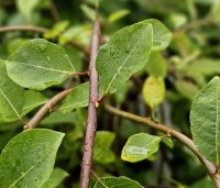 Salix caprea 'Kilmarnock' - Treurwilg 'Kilmarnock' op stam - 2