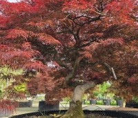 Acer palmatum 'Garnet' - Japanse esdoorn 'Garnet' - 1