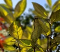 Eleagnus ebbingei 'Limelight' - Olijfwilg 'Limelight' - 1