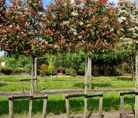 Photinia fraseri 'Red Robin'  - Glansmispel - 1
