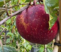 Malus domestica 'Royal Gala' - Appel 'Royal Gala' - 1