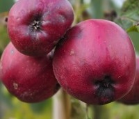 Malus domestica 'Royal Gala' - Appel 'Royal Gala' - 2