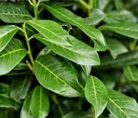 Prunus laurocerasus 'Genolia' - Laurierkers 'Genolia' - 1